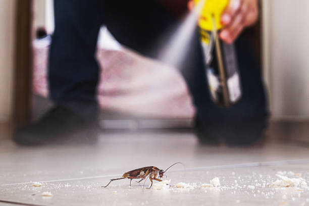 Best Bed Bug Extermination  in Rossville, GA